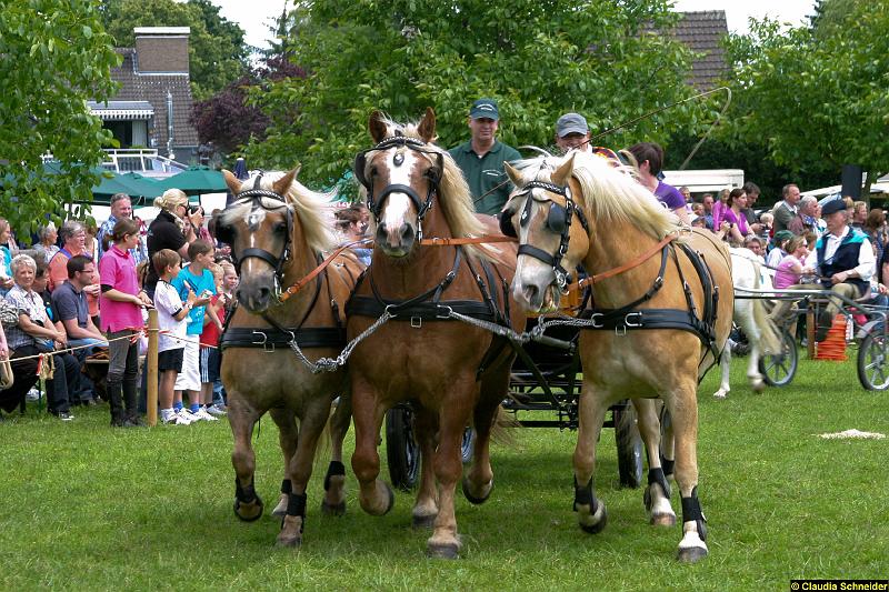 Ponytag Bosbach 2012-002.jpg